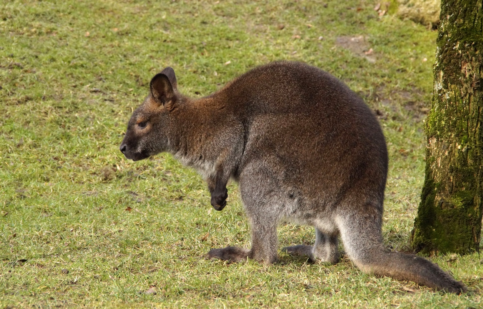 Kangaroo animal portrait photo