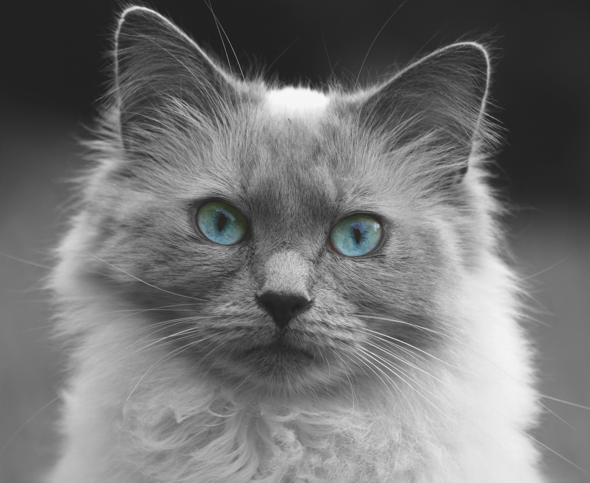 Cat blue eyes kitten in black white