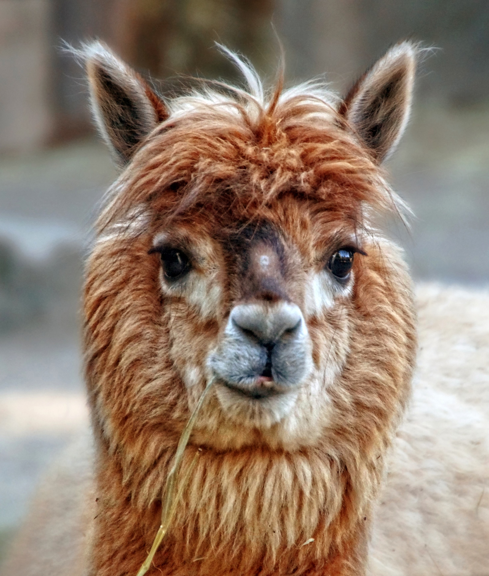 Llama Alpaca Animal Photography