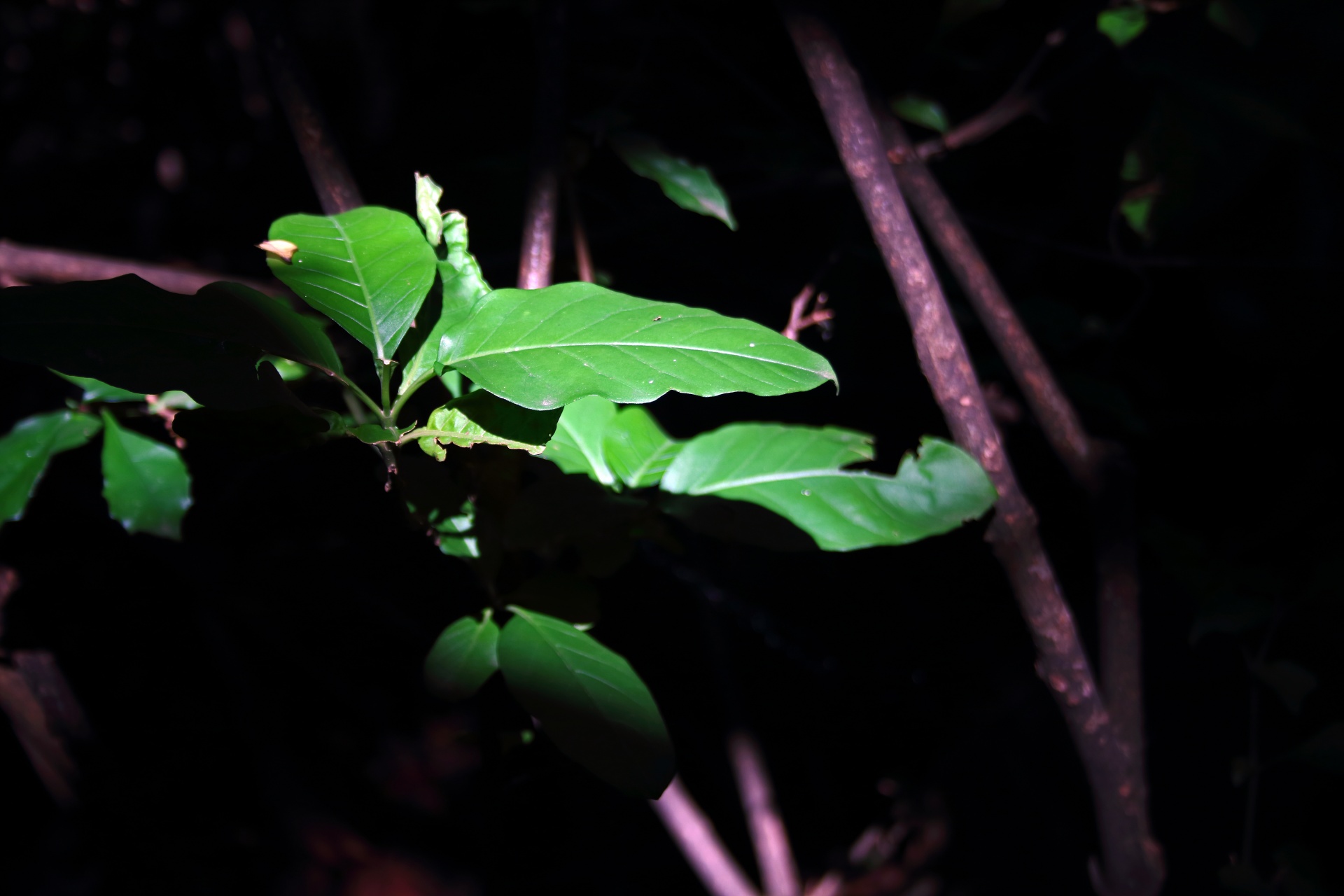 light on cluster of leaves in a dark forested area