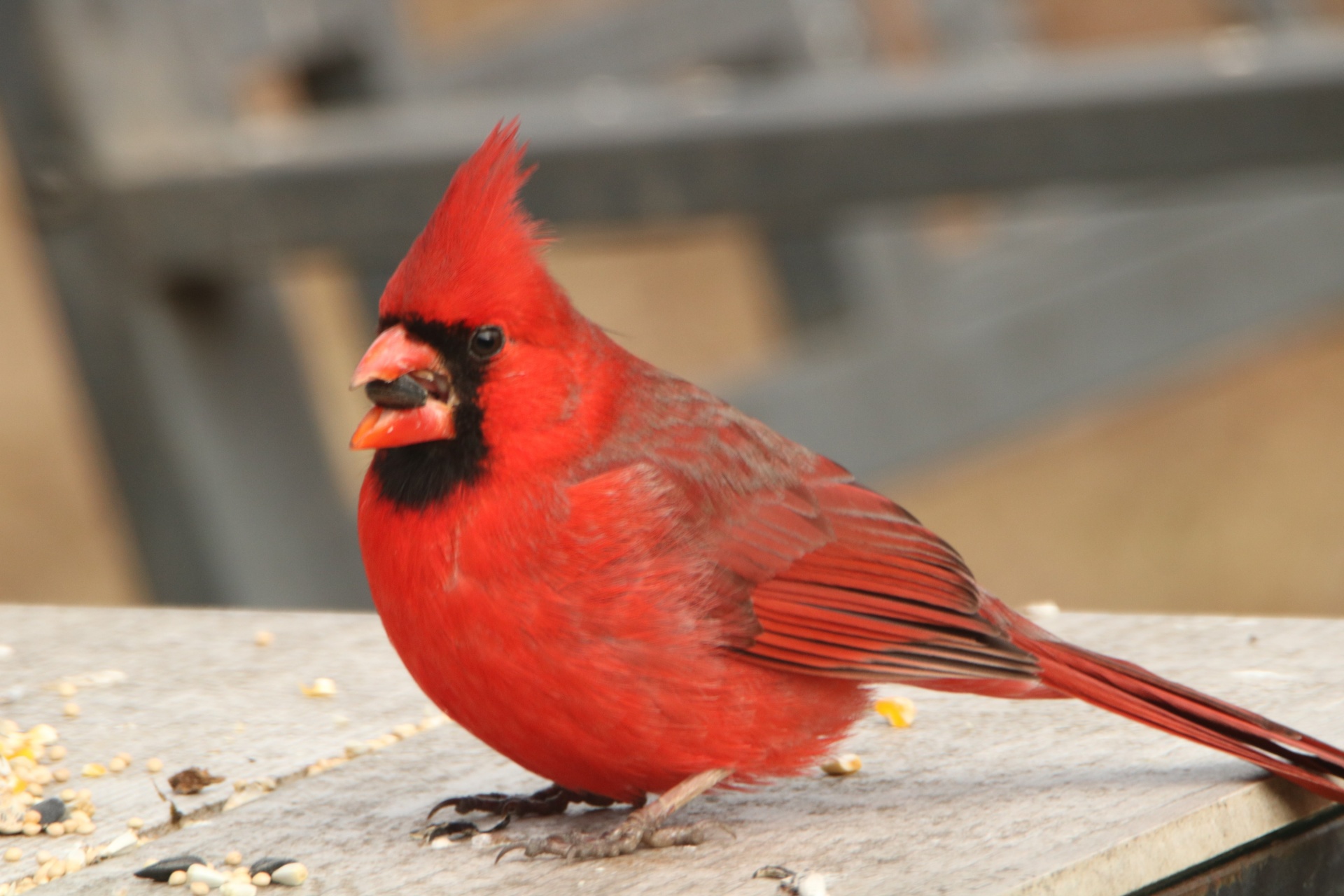 Male Cardinal Bird On Table