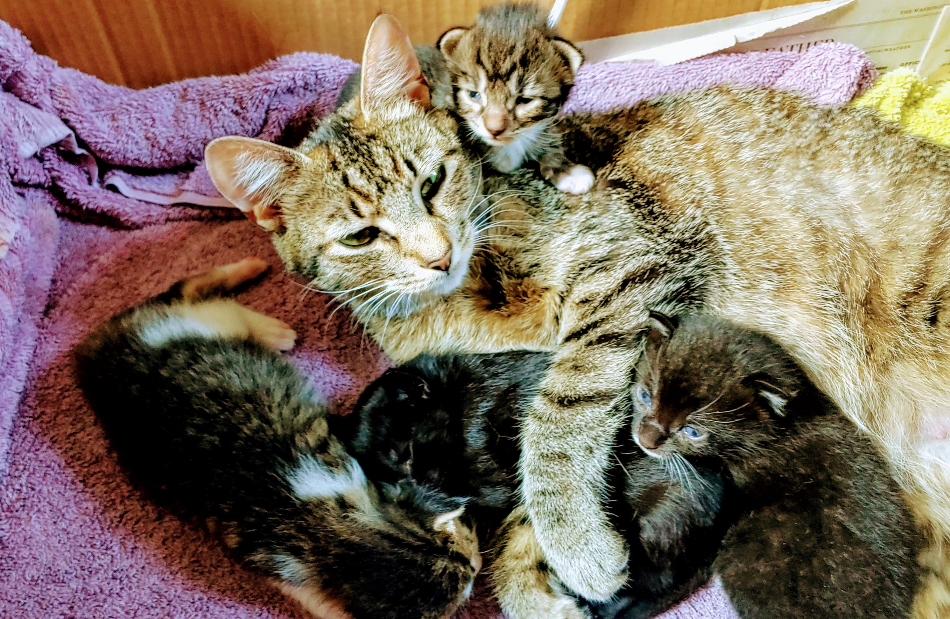 Momma And Babies