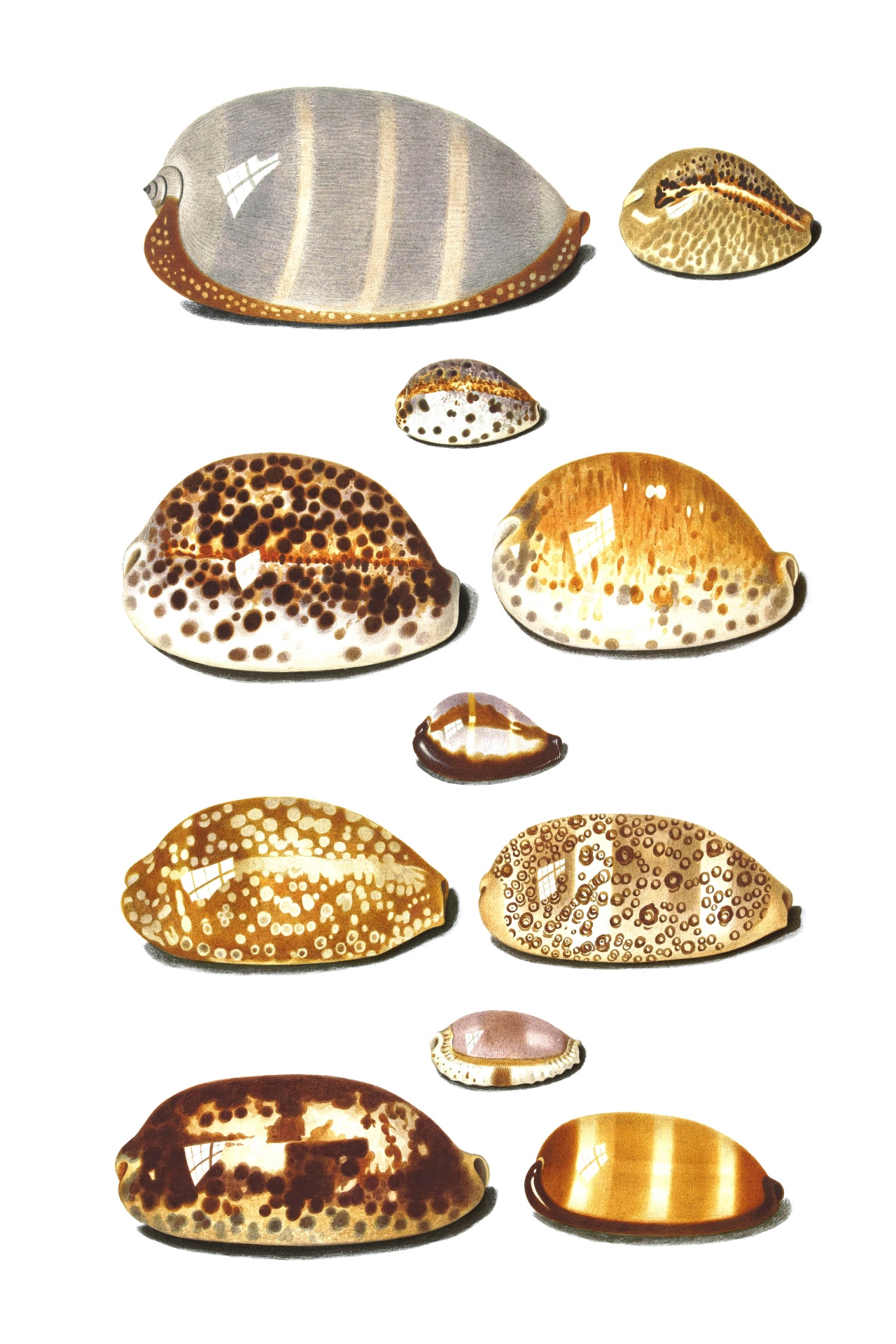 Seashells mediterranean snails vintage art old antique illustration