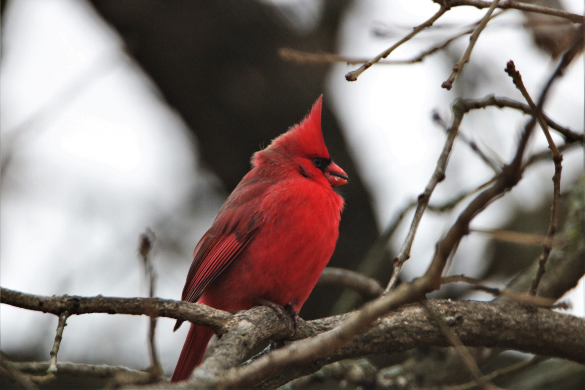 Northern Cardinal In Tree Close-up