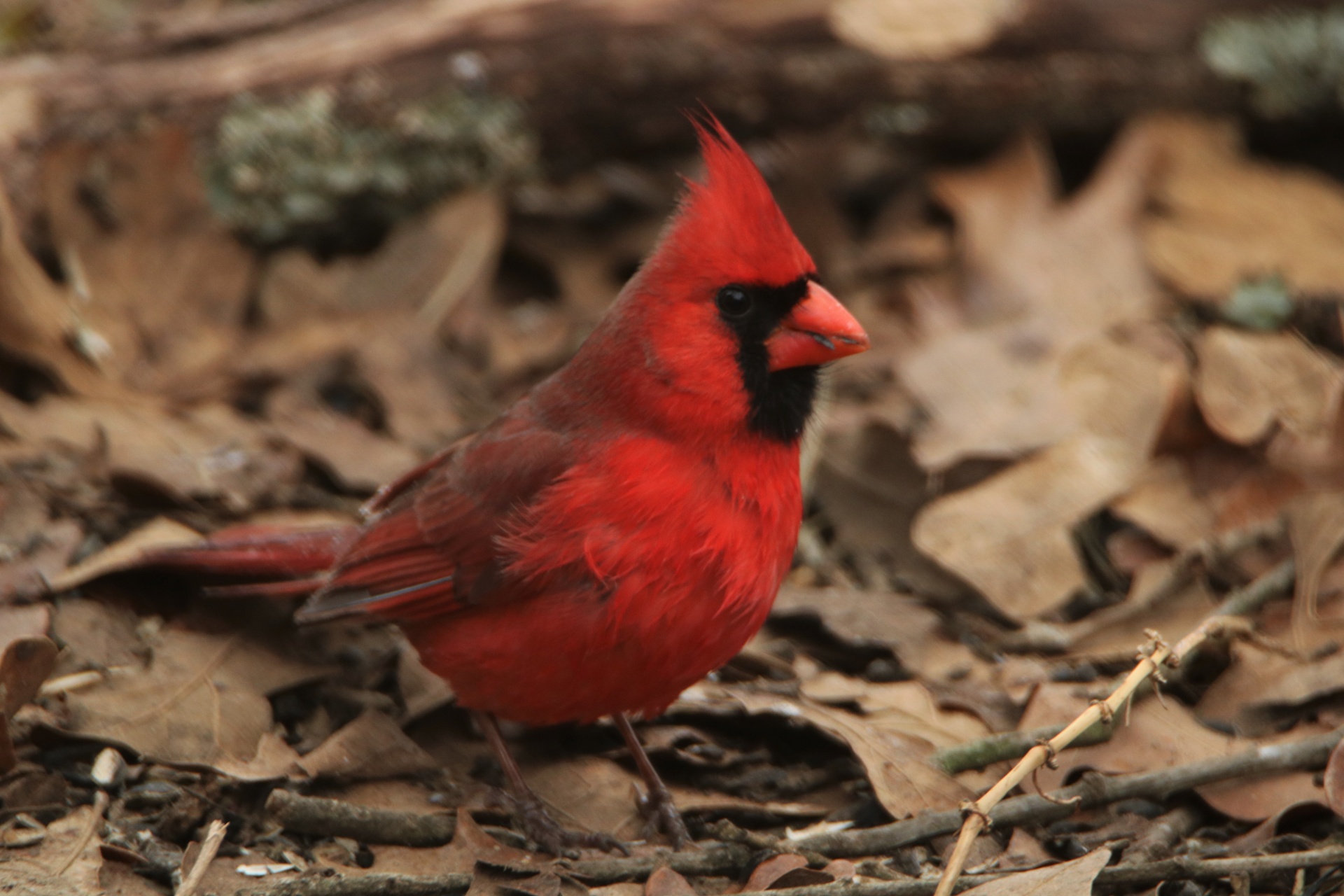 Northern Cardinal On Ground