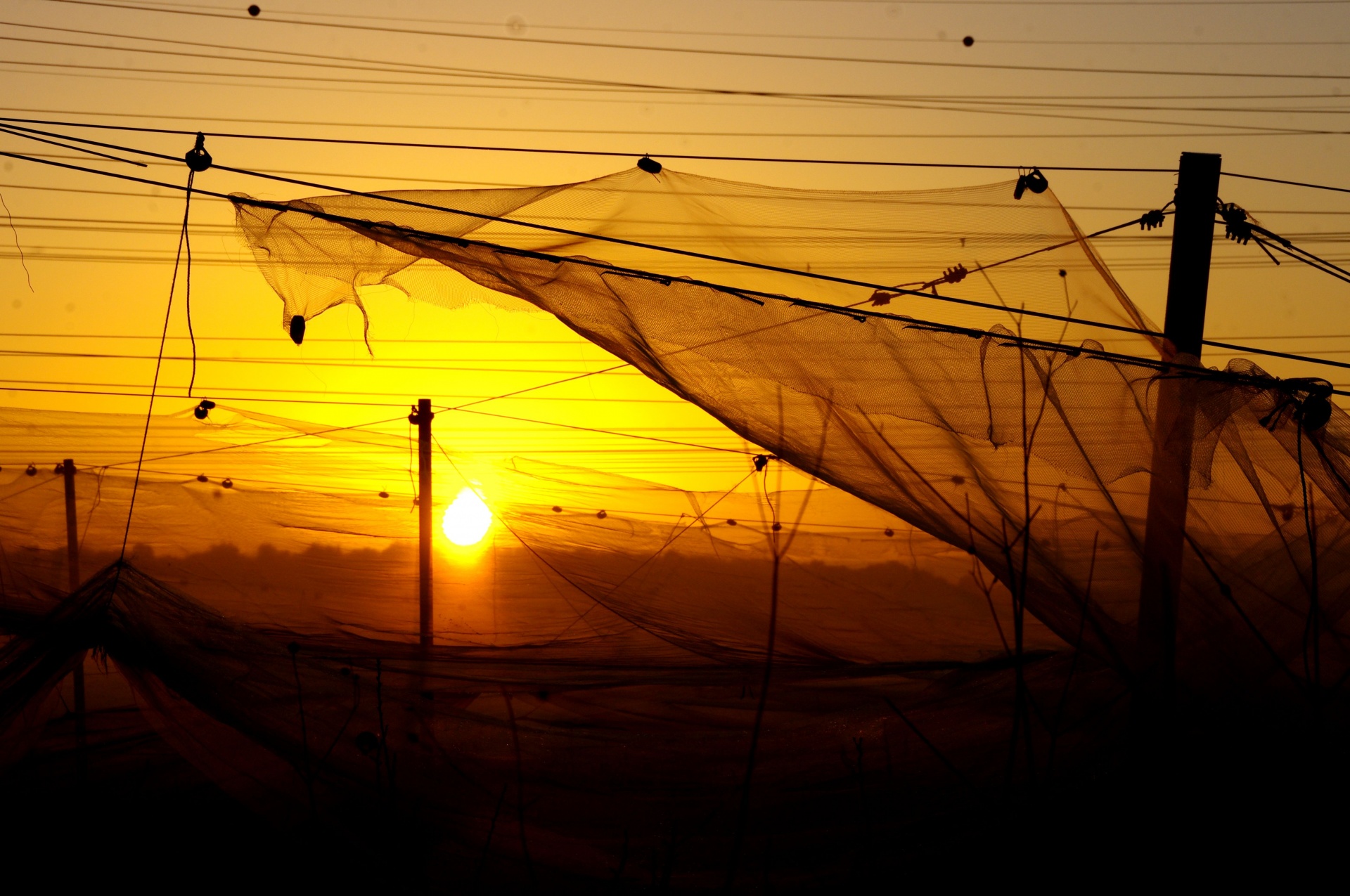 Orchard Nets At Sunrise Golden Hour