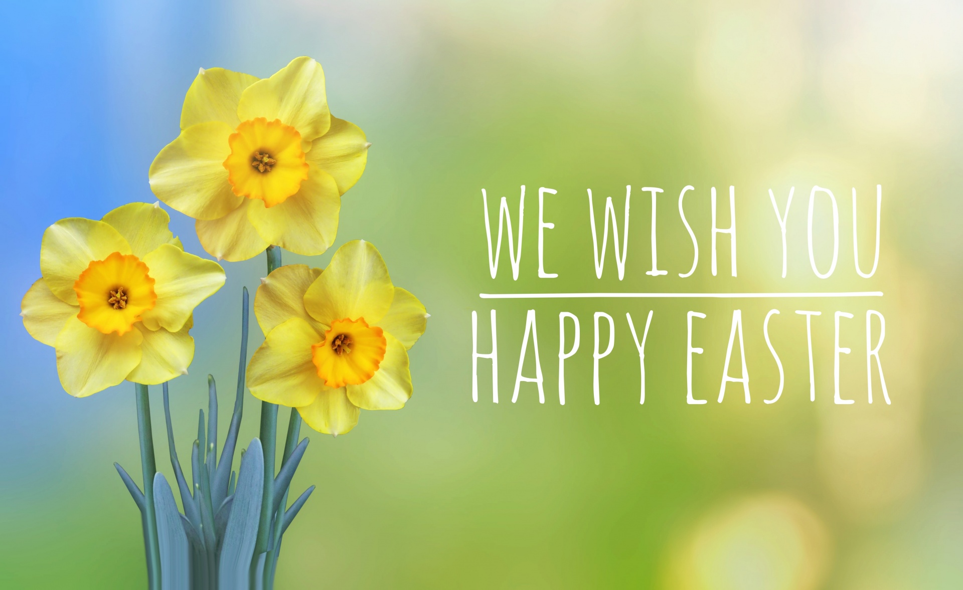 Easter greetings daffodils flowers spring postcard