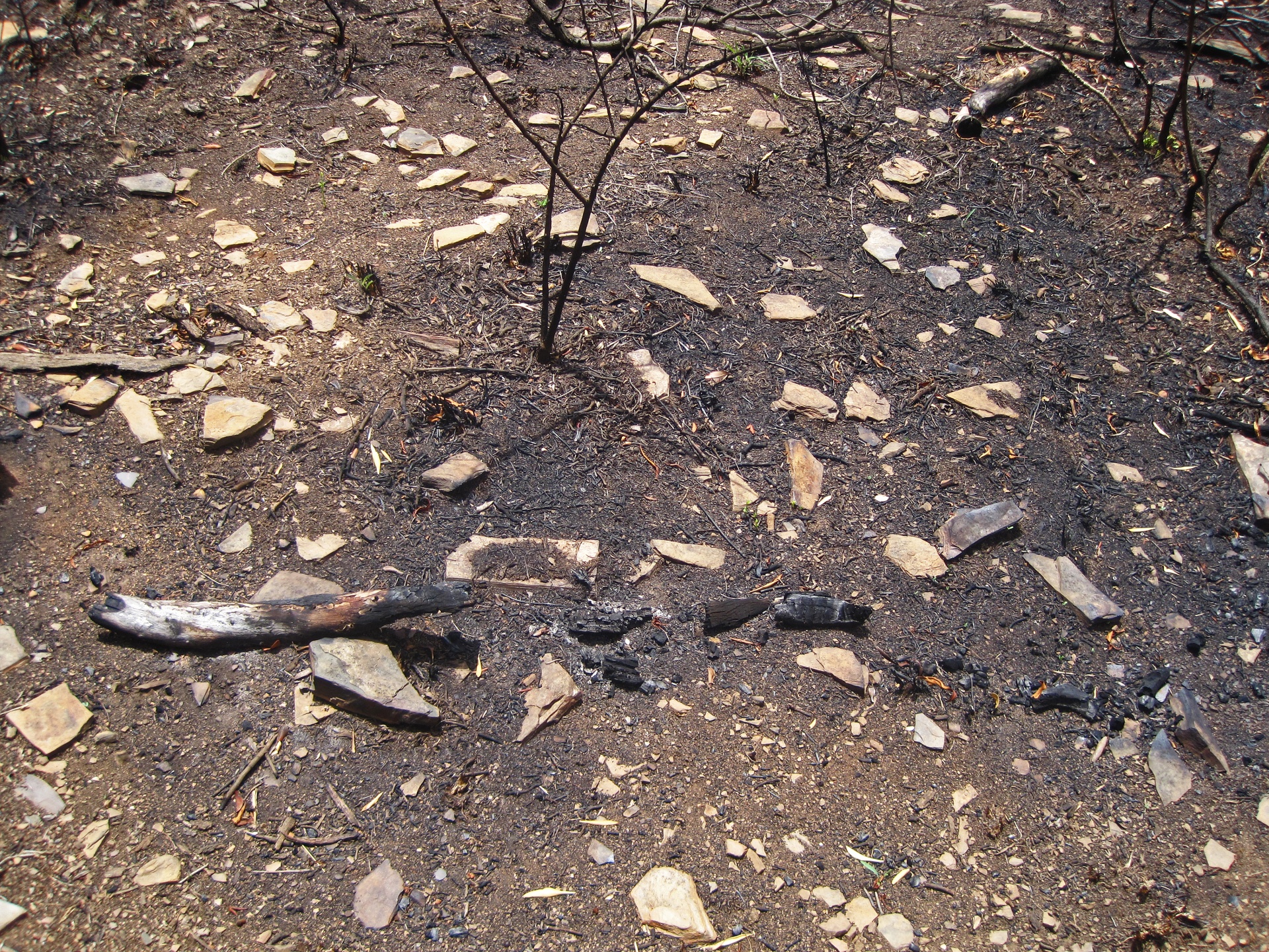 Pieces Of Charcoal From Branch