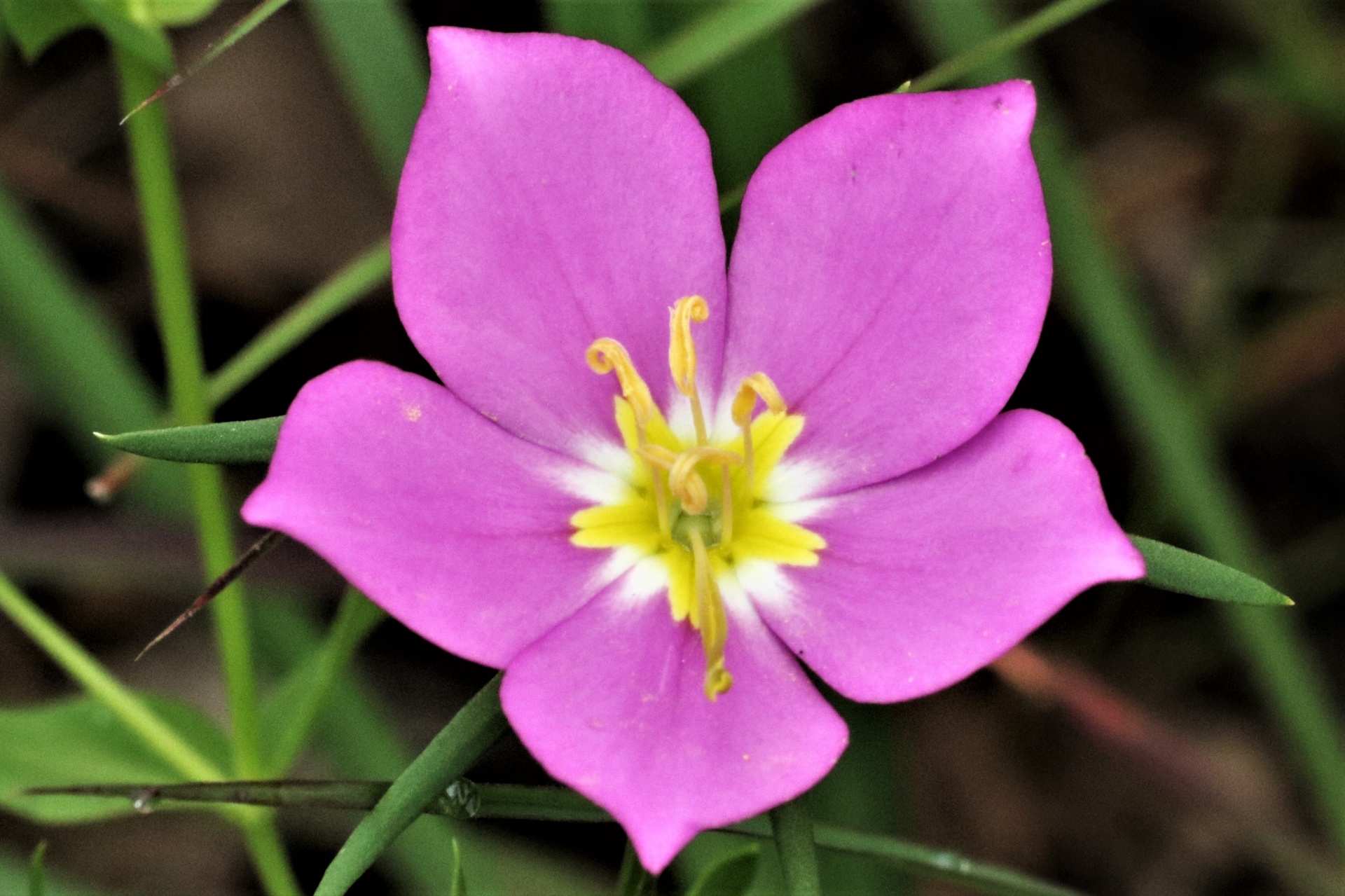Close-up of a pink prairie sabatia wildflower.