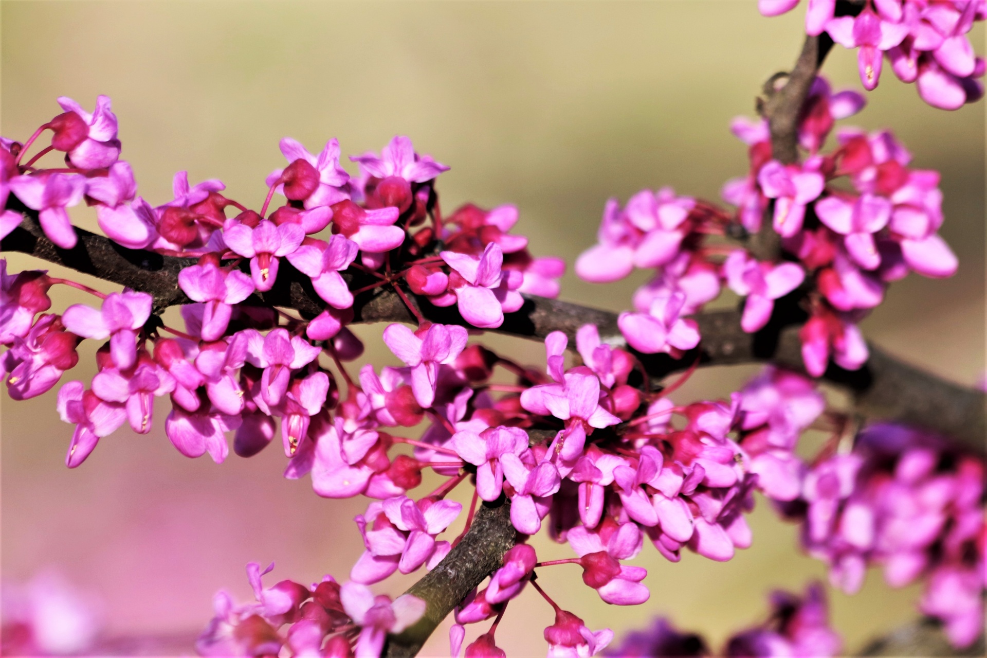 Close-up of pink redbud tree flower blossoms.
