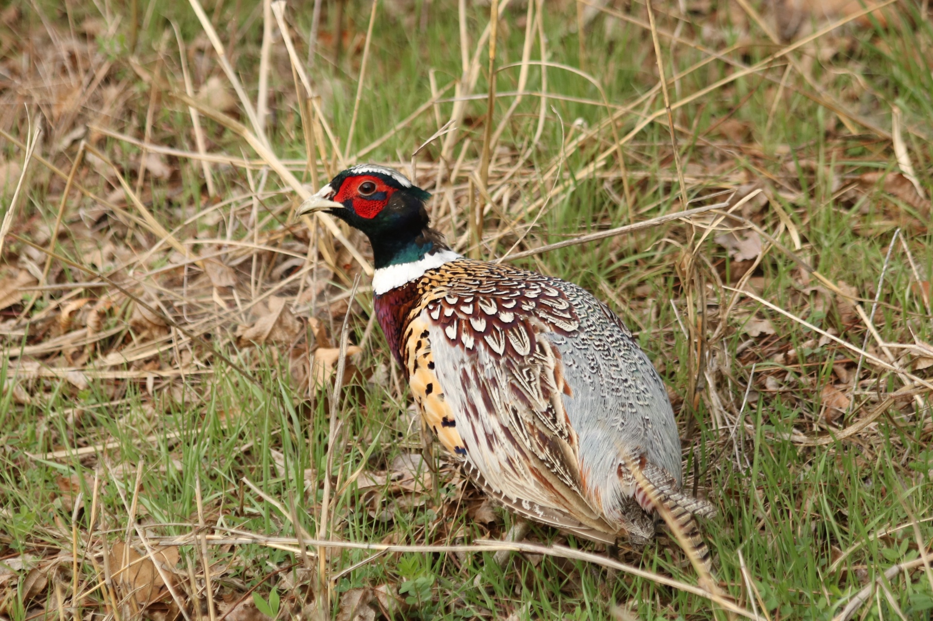 Ring-necked Pheasant Close-up