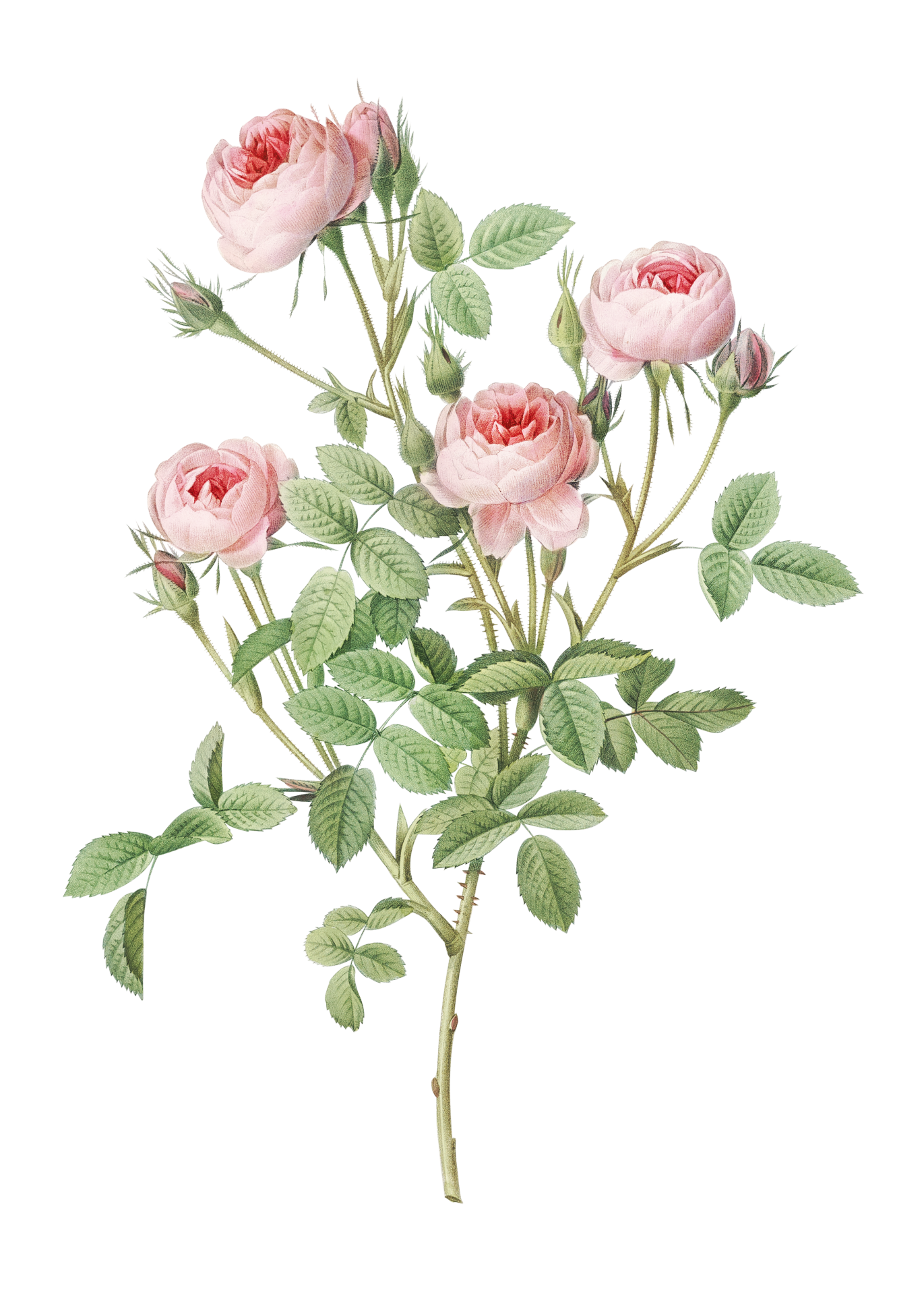 Rose Flower Vintage Art
