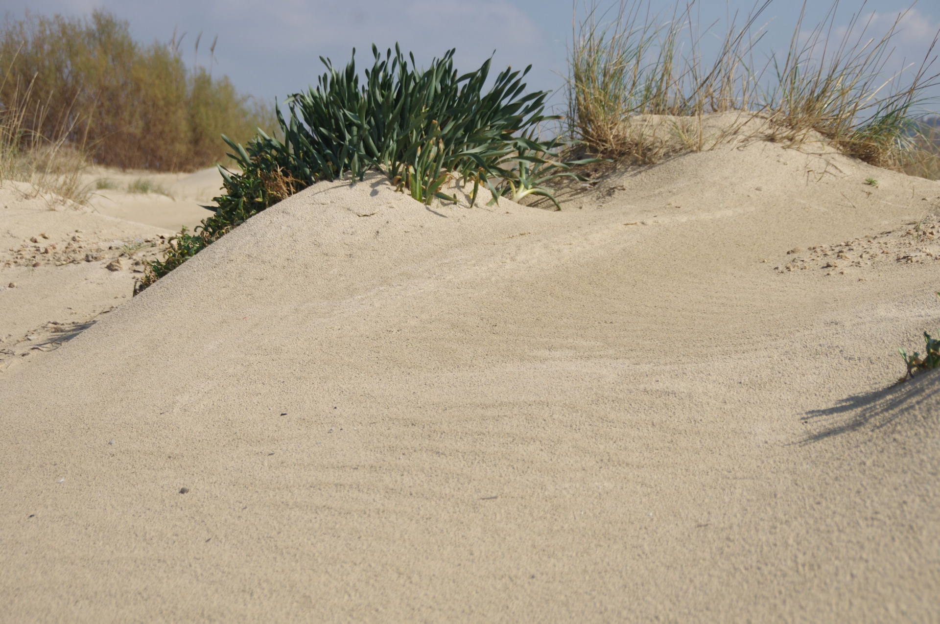 Sand Dunes With Plants On Beach