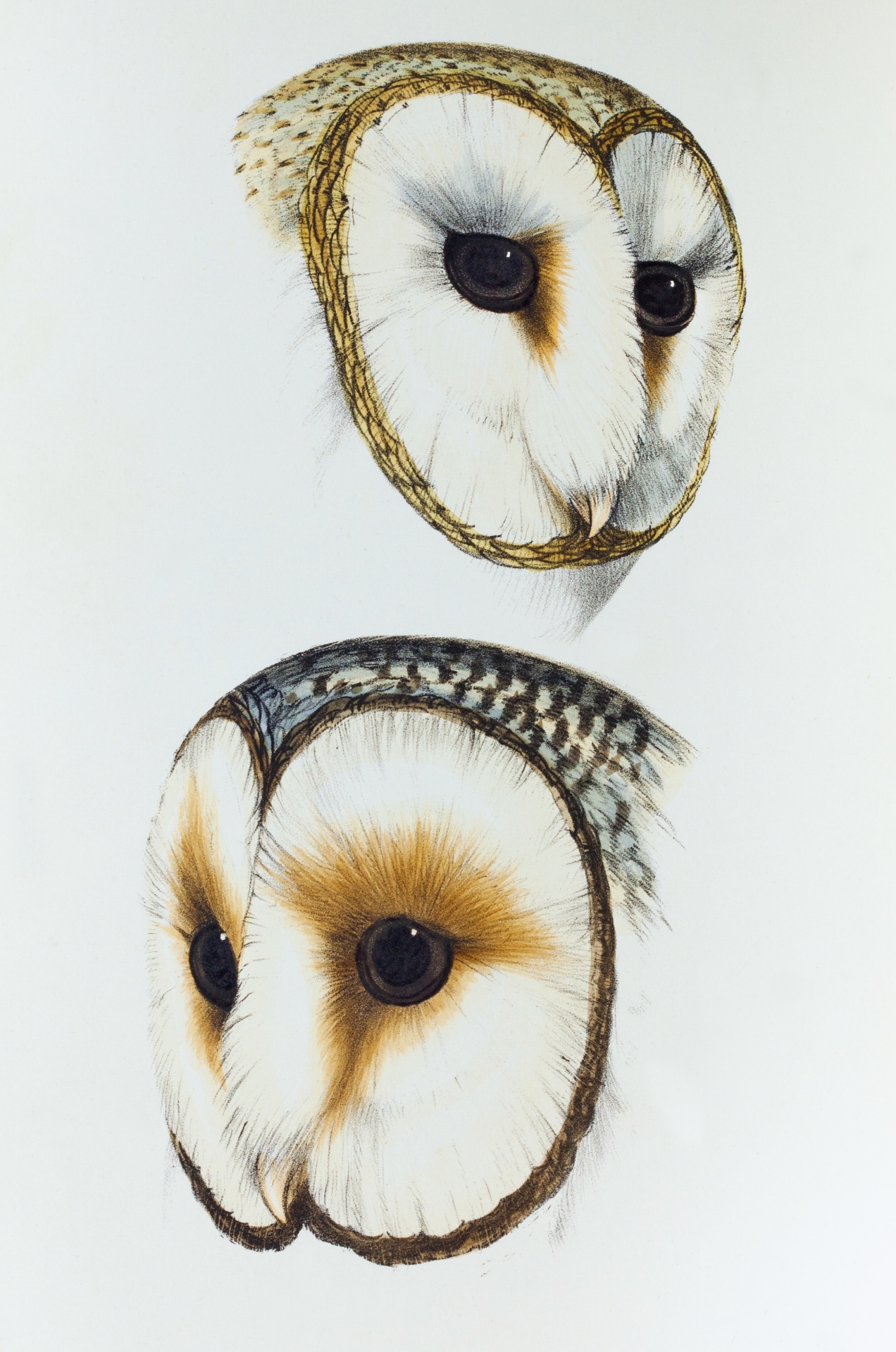 Barn Owl Owl Vintage Art