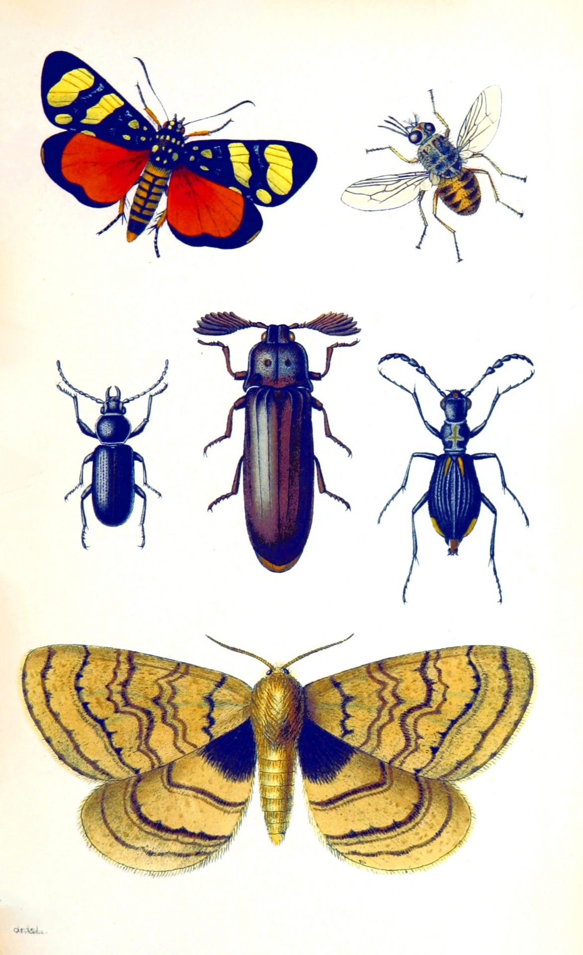 Butterflies beetles vintage art old antique illustration