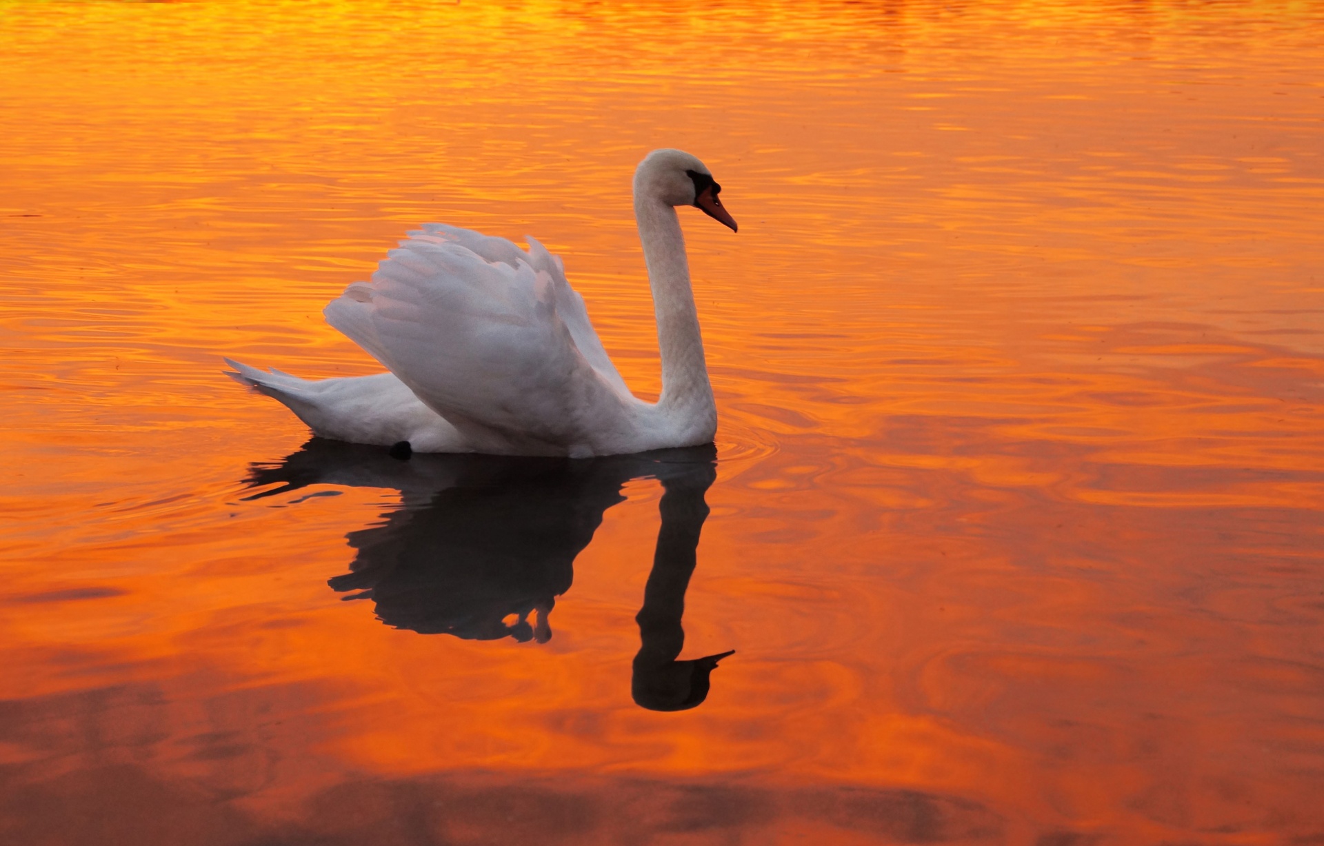Swan sunset red water lake waters nature animal photography