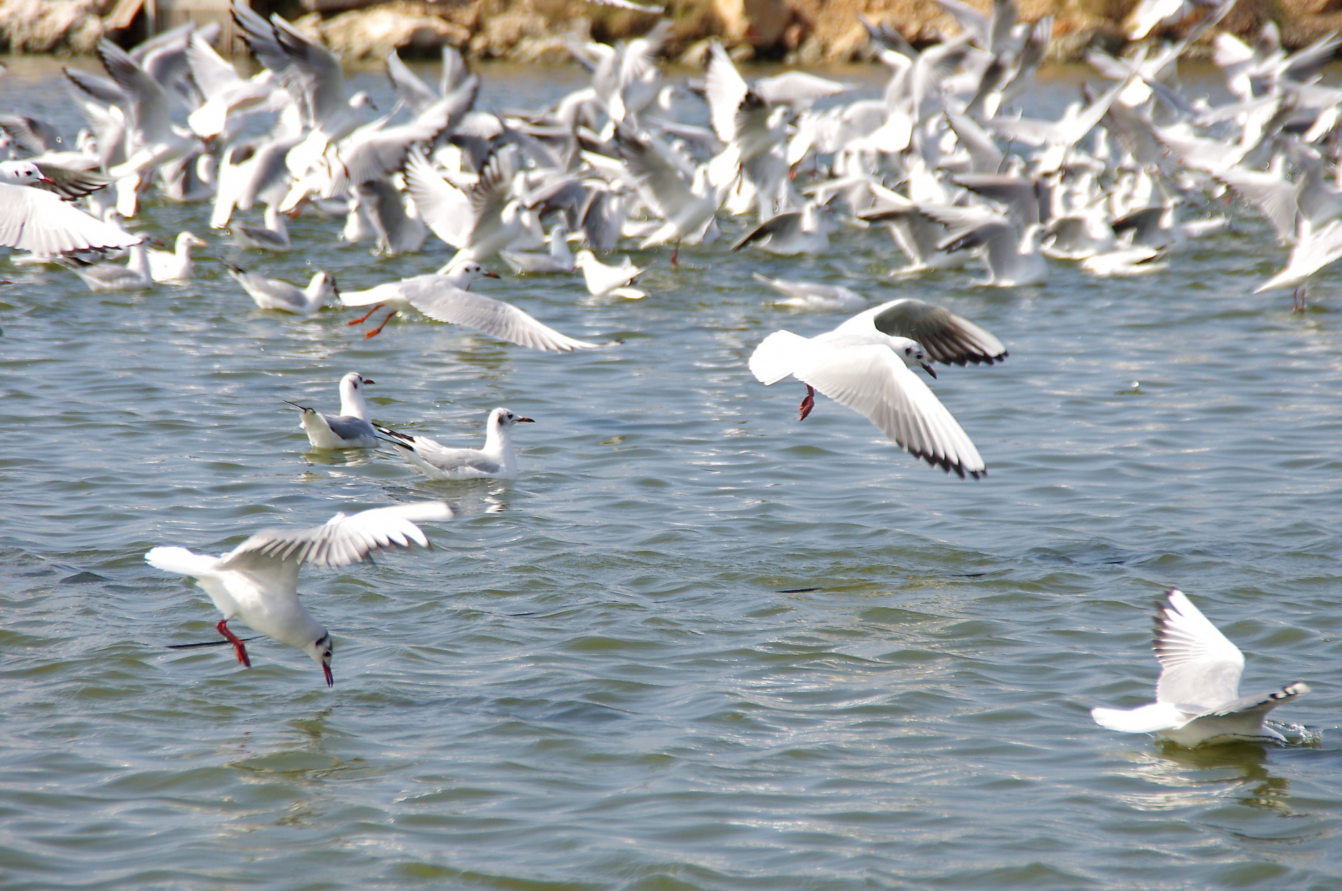 Sea Gulls Eating On Fish Pond