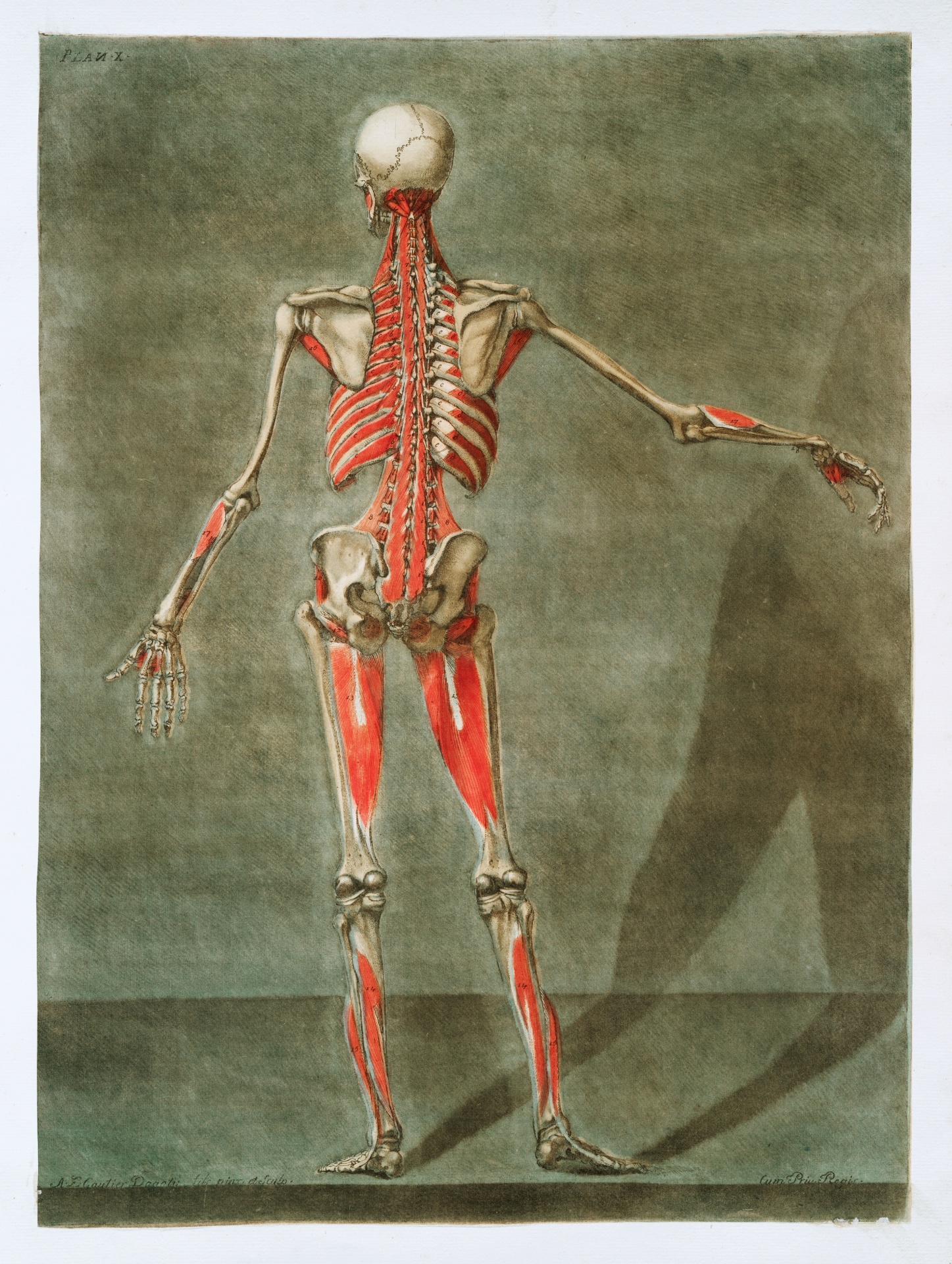 Skeleton Anatomy Vintage Art