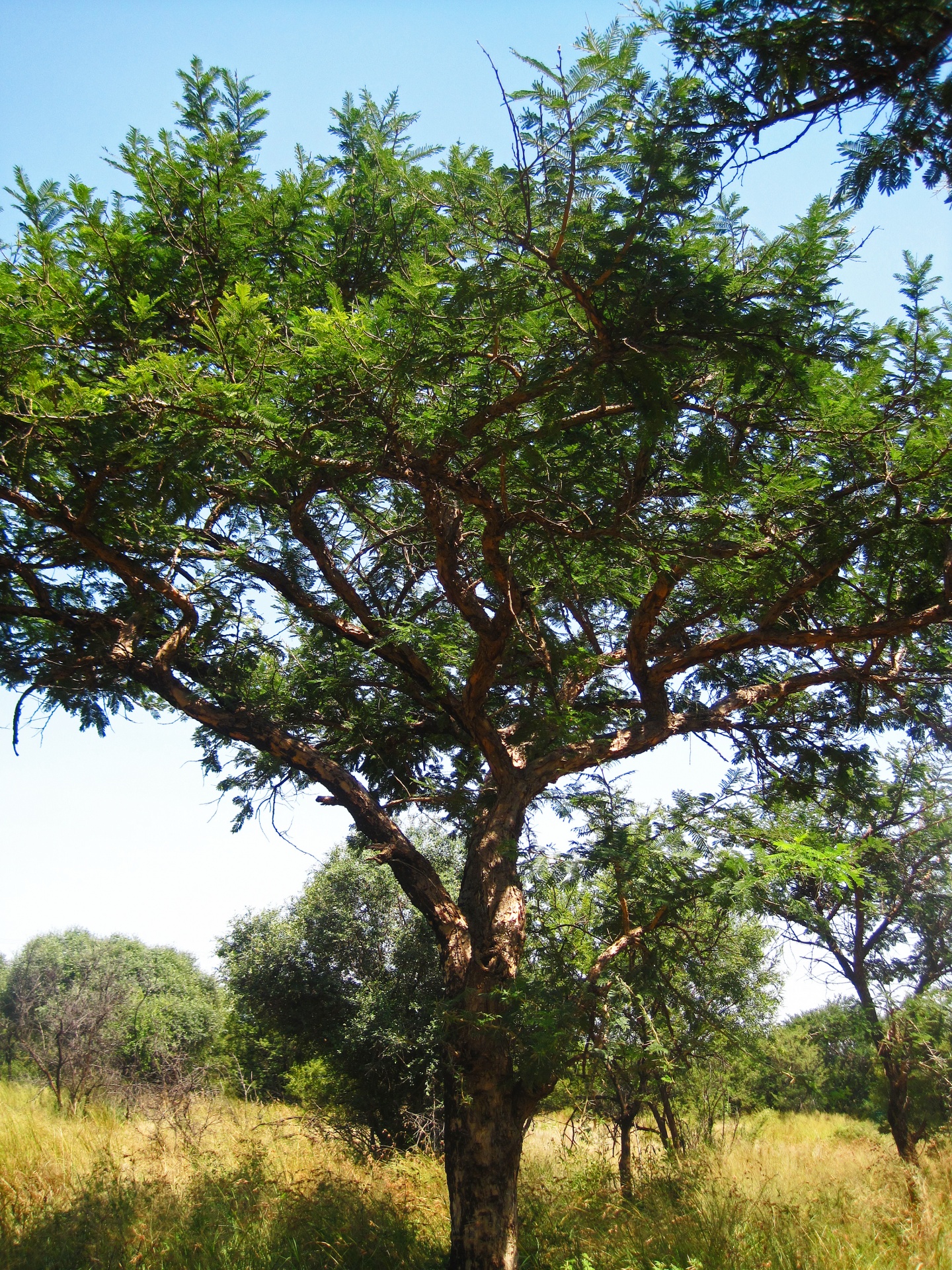Tall Tree In South Africa Landscape