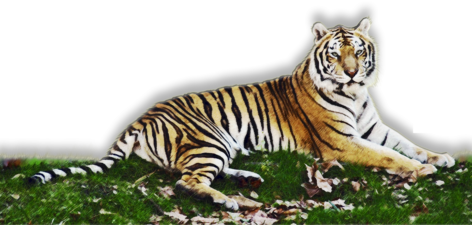 Tiger Art Lying In The Grass