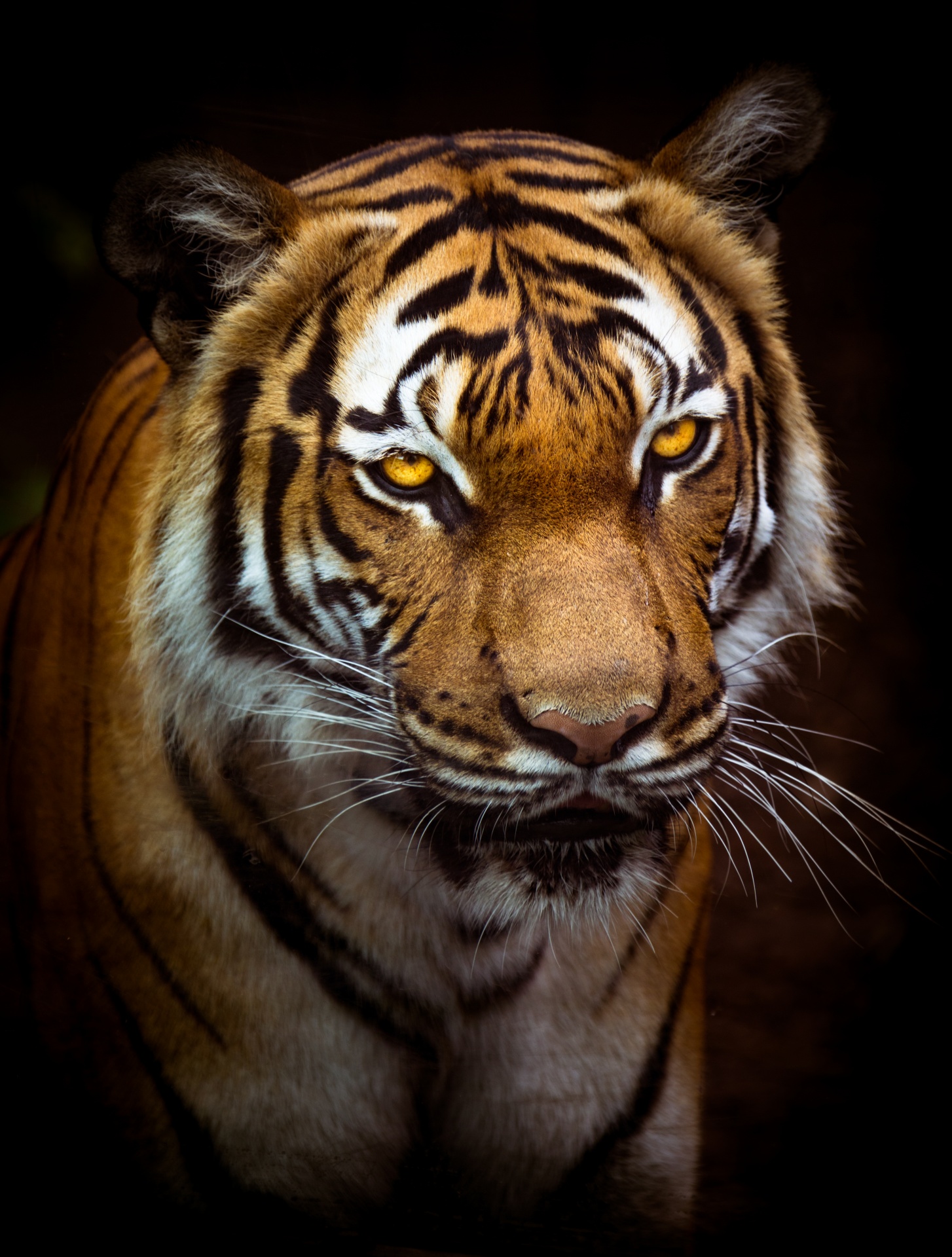 Dramatic tiger portrait on dark background