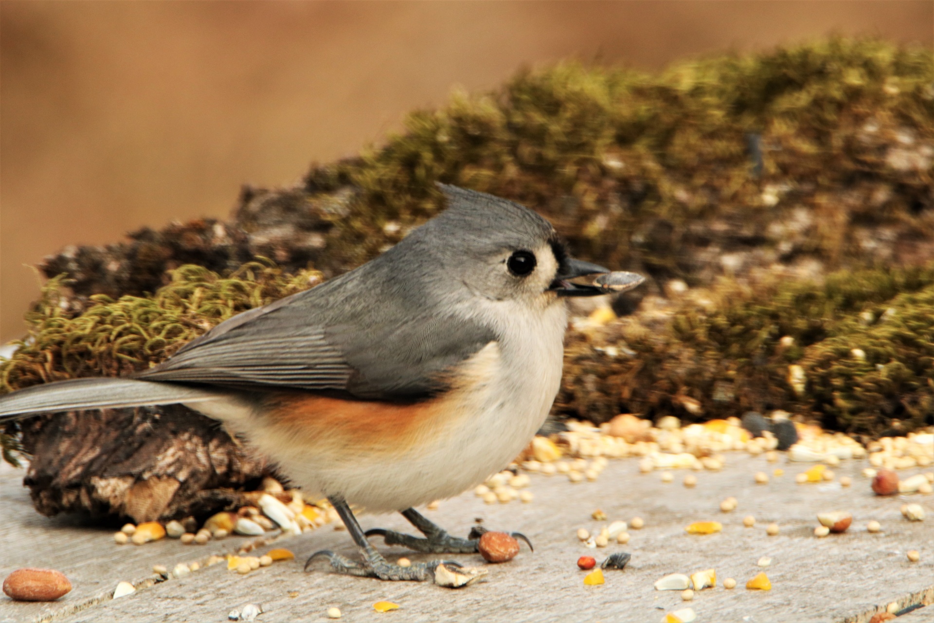 Close-up of a tufted titmouse bird on a table with bird seed, holding a seed in its beak.