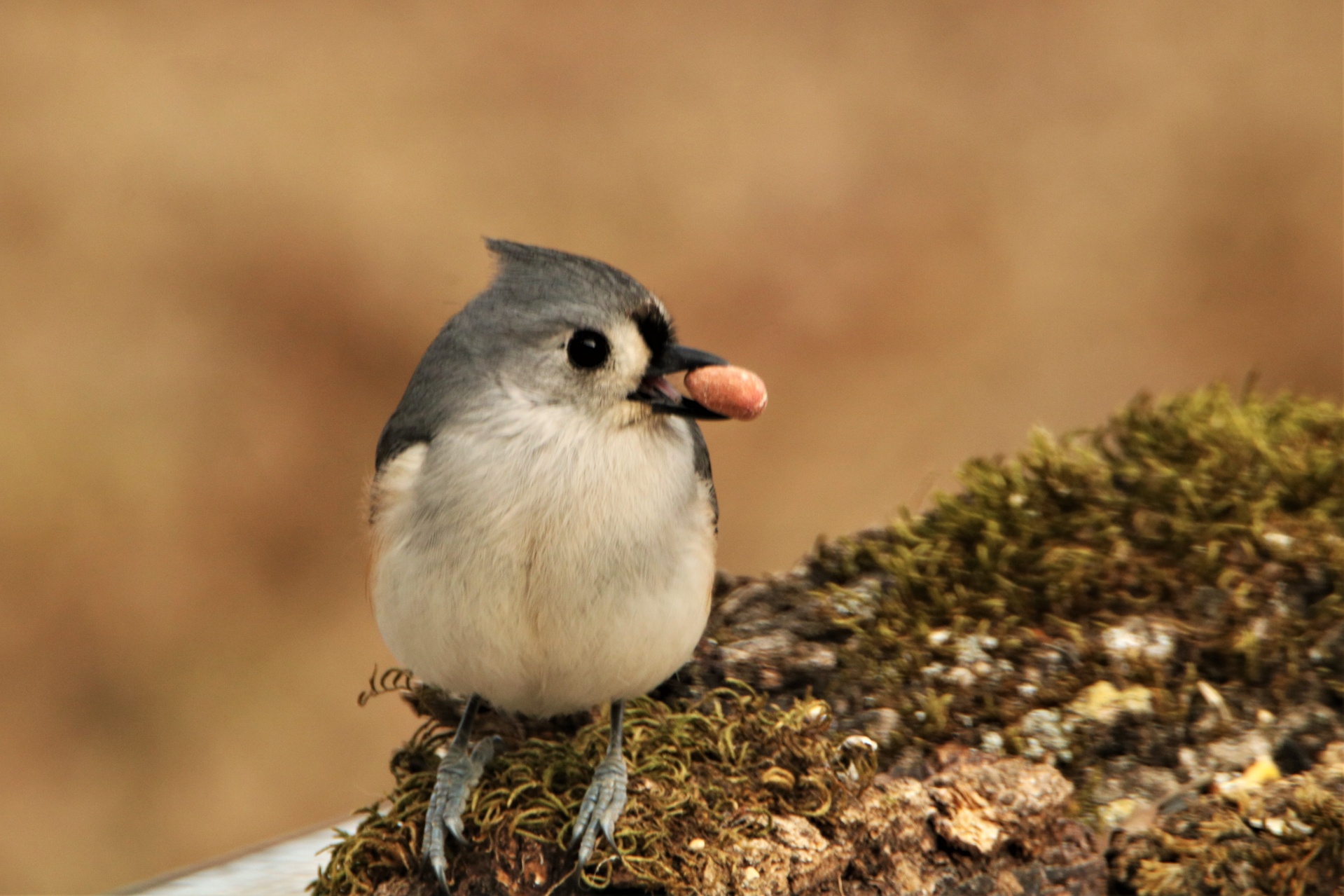 Tufted Titmouse With Peanut