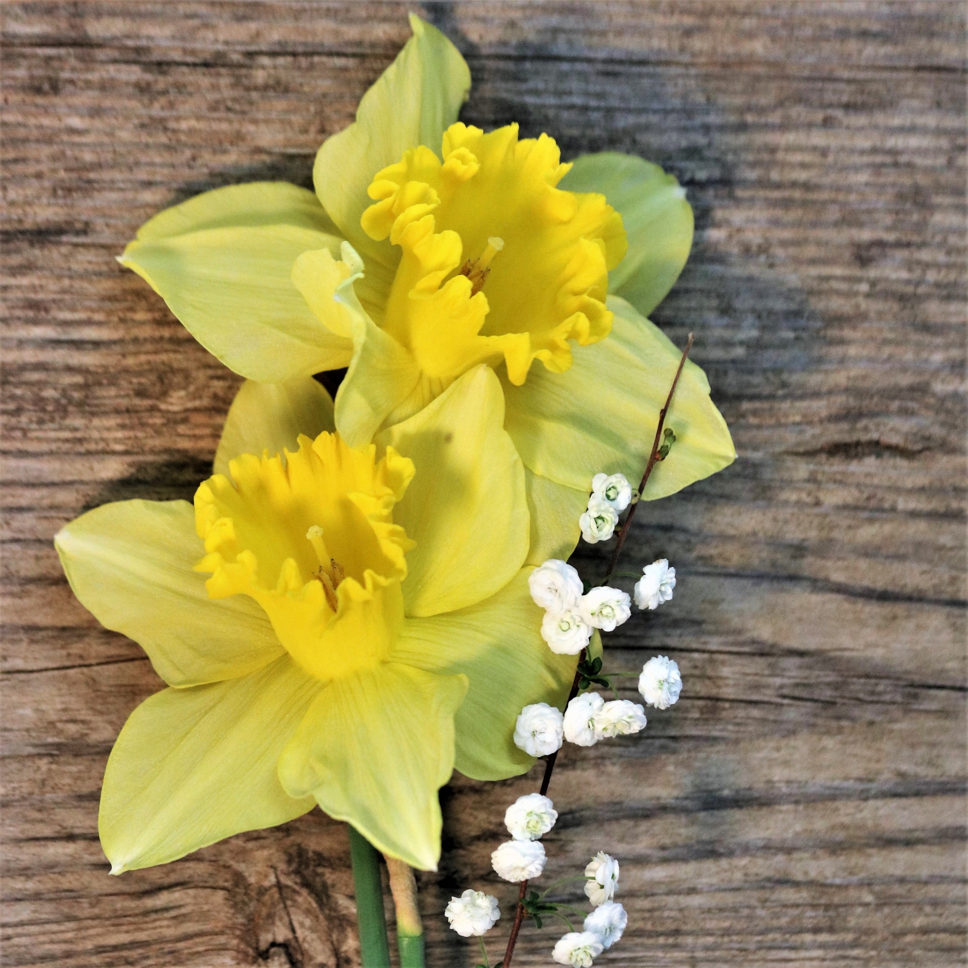 Two Daffodils On Wood