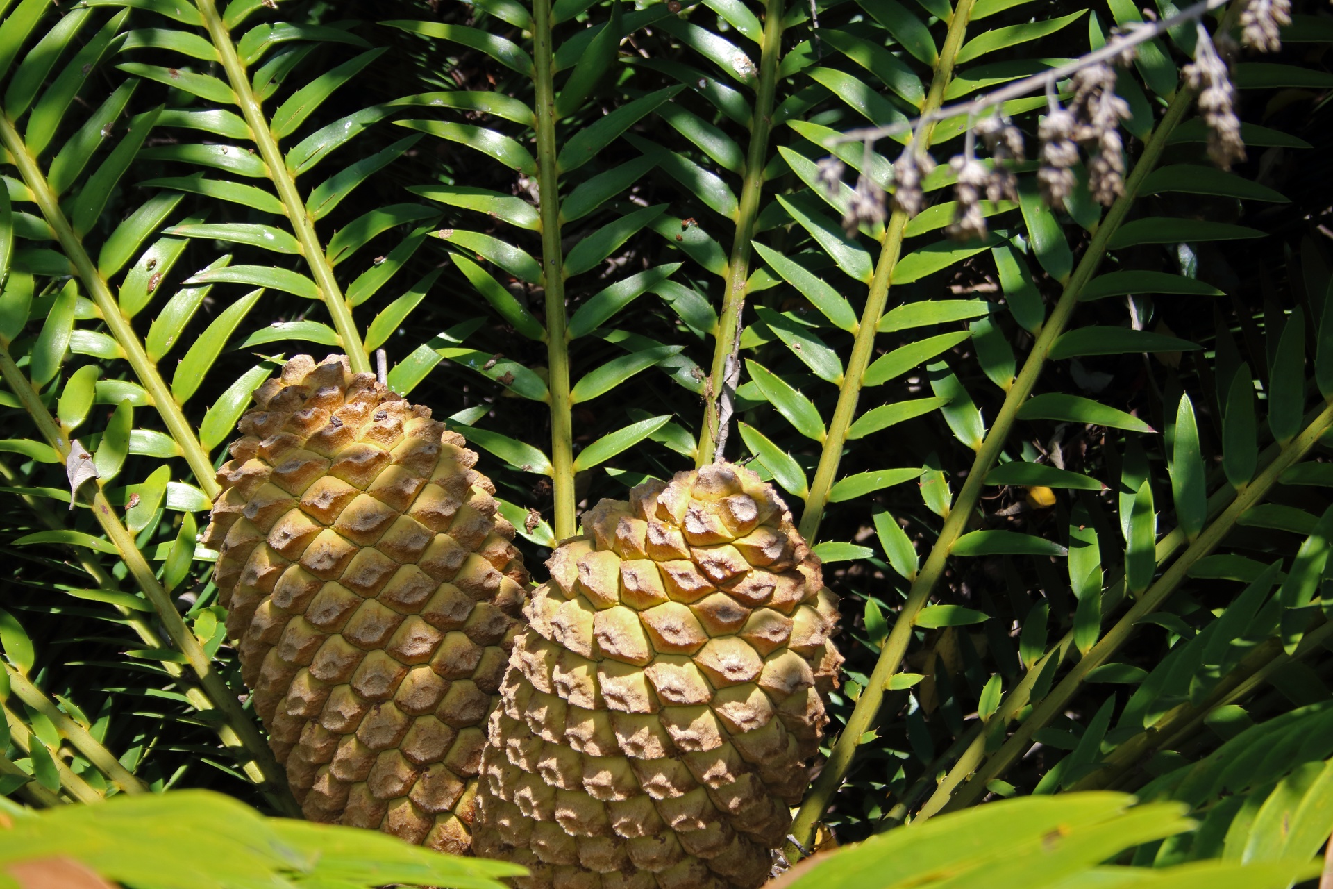 two yellow male cycad seed cone in the centre of green branches