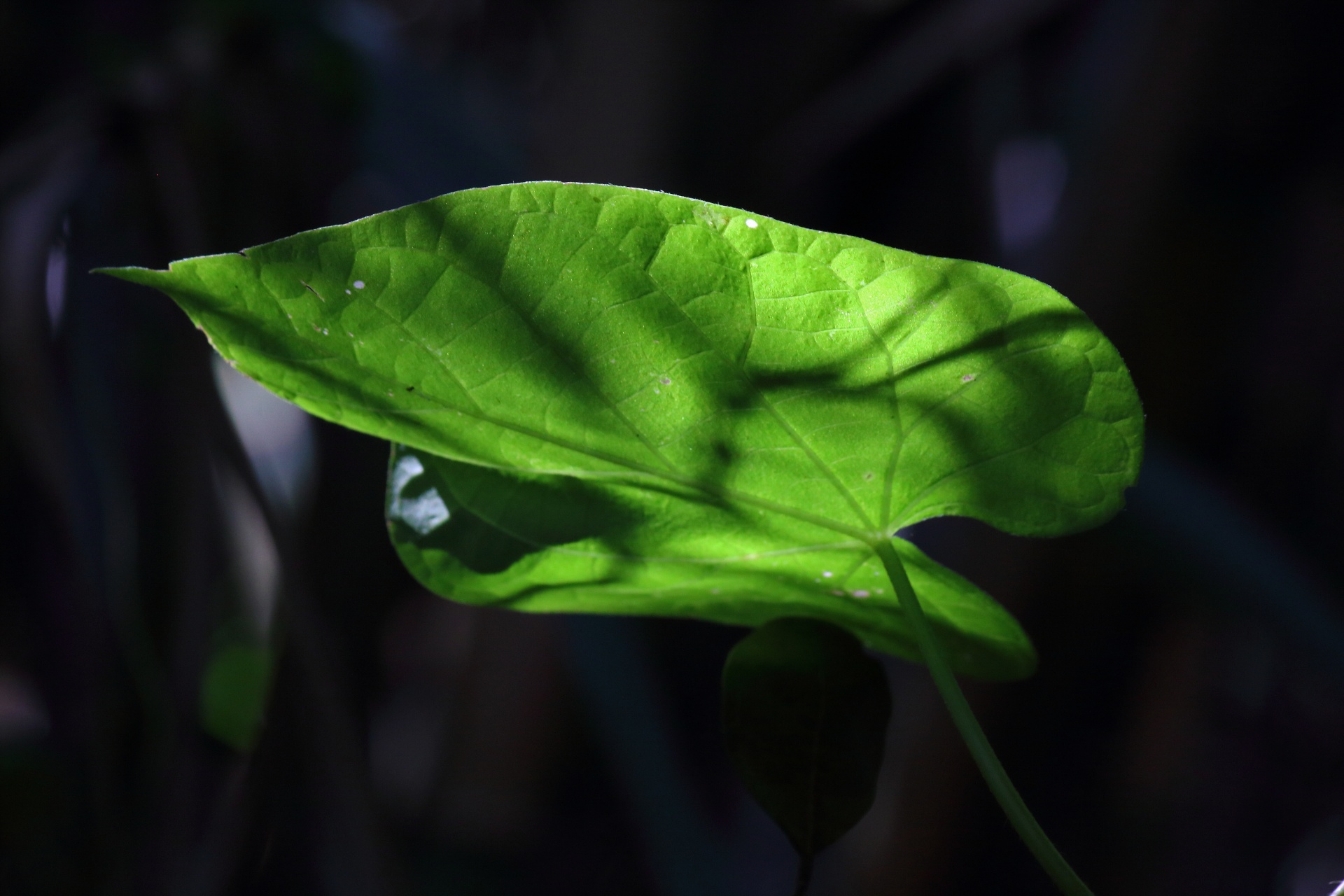 Underside Of Veined Green Leaf