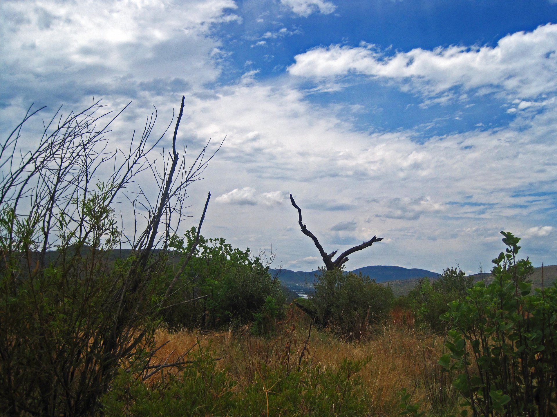 View Of A Dry Dead Tree Remnant