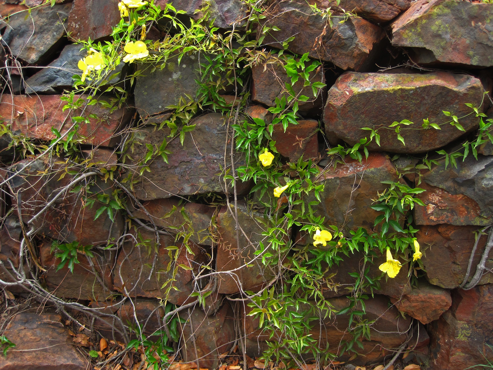 view of creeper with yellow flowers trailing over a dry packed stone wall