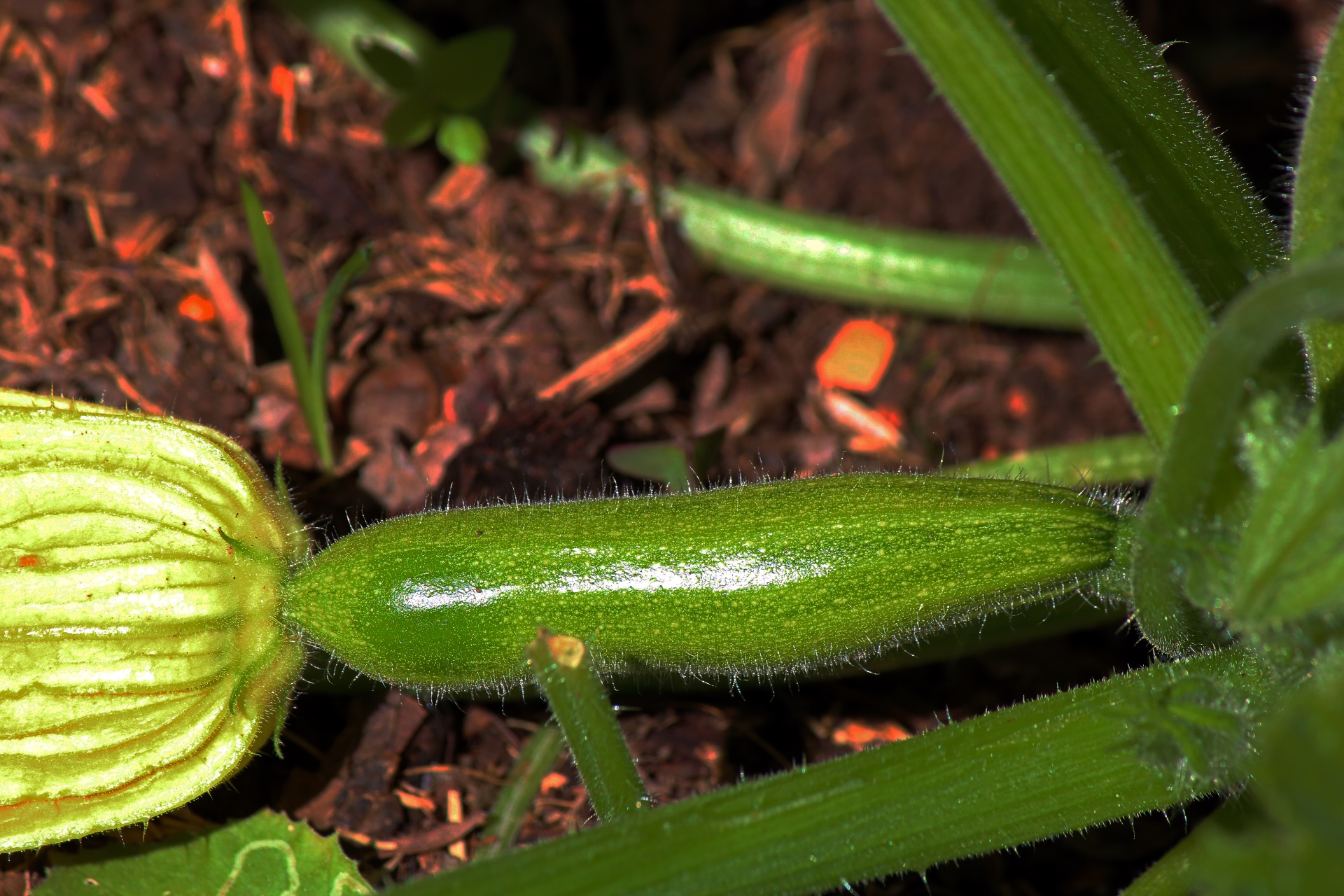View Of Tiny Squash Forming