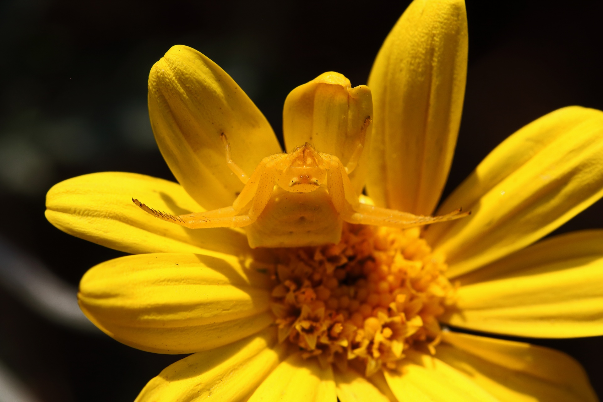 View Of Yellow Flower Crab Spider