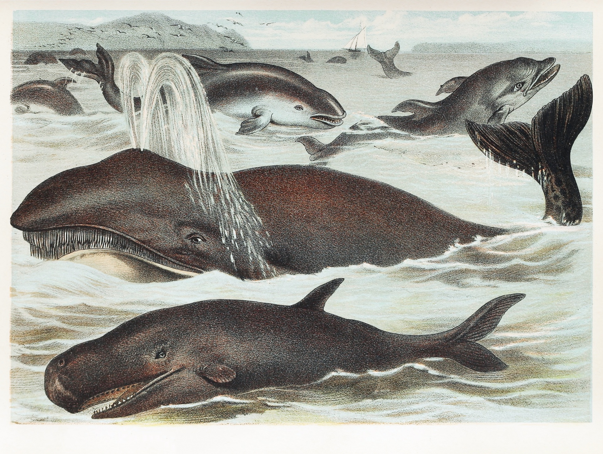 Whales dolphins vintage art old antique illustration painting vintage public domain