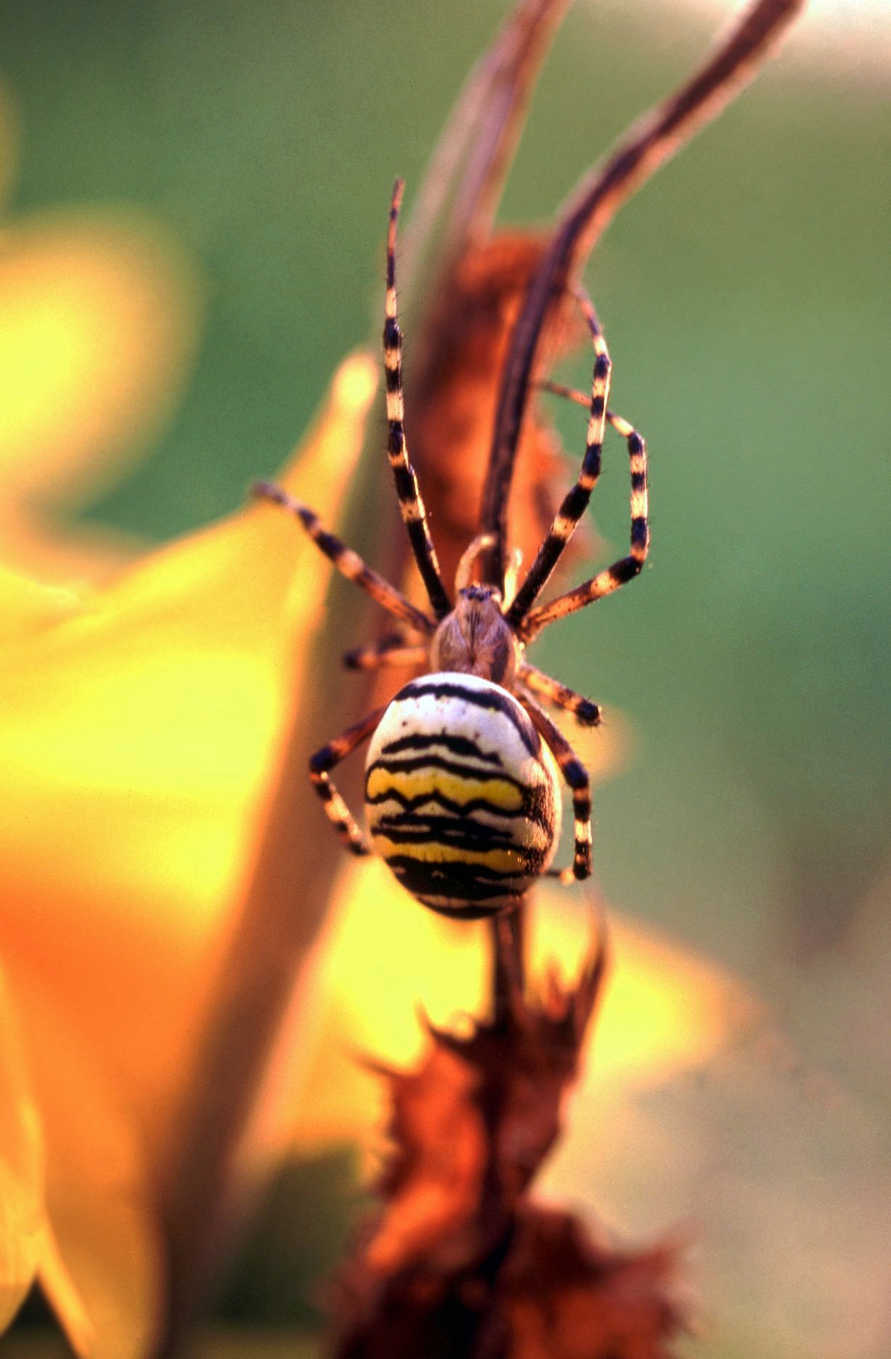 Wasp spider macro photography