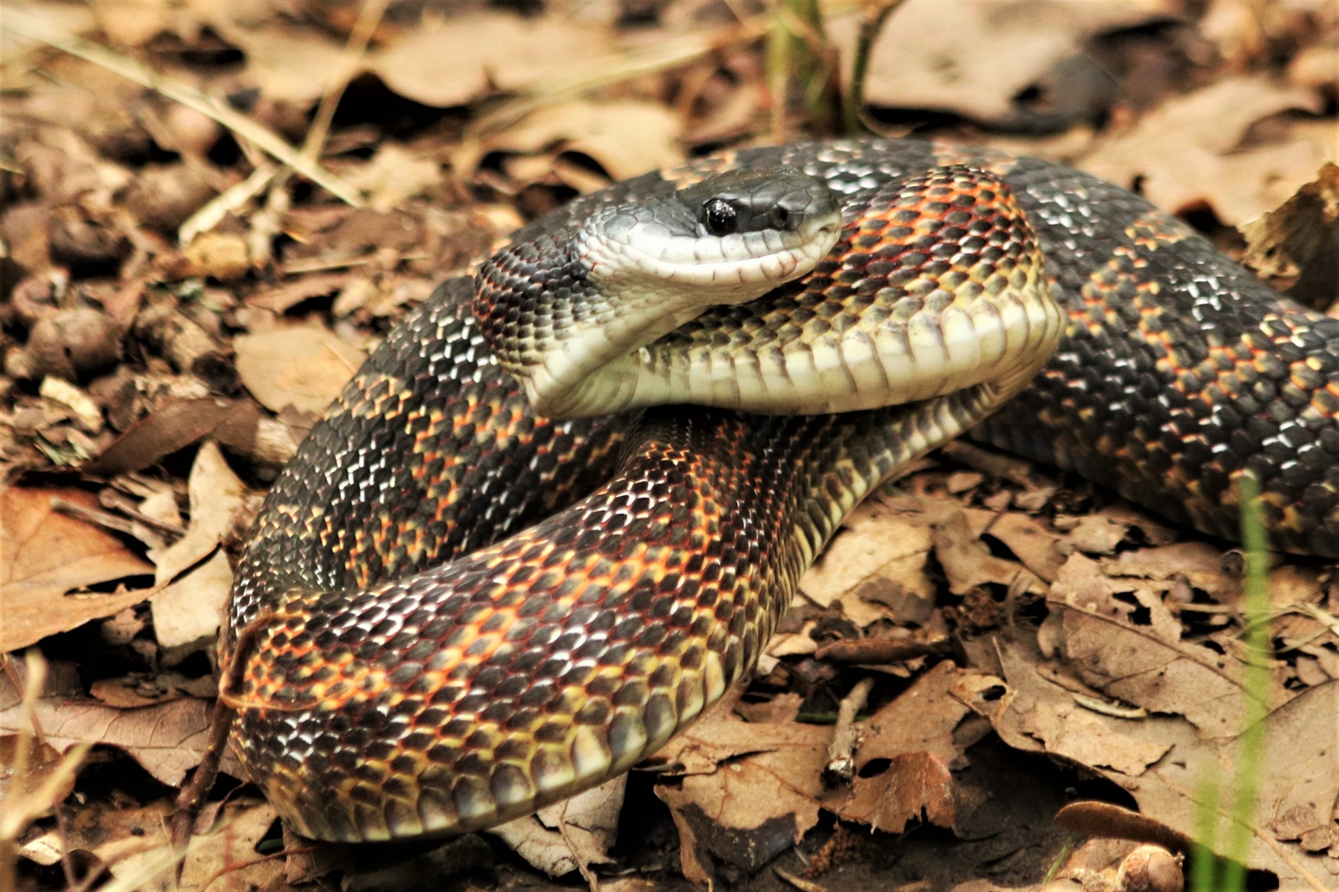 Western Rat Snake Close-up