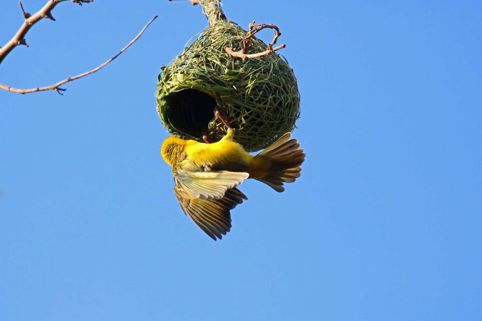 Yellow Southern Masked Weaver Bird