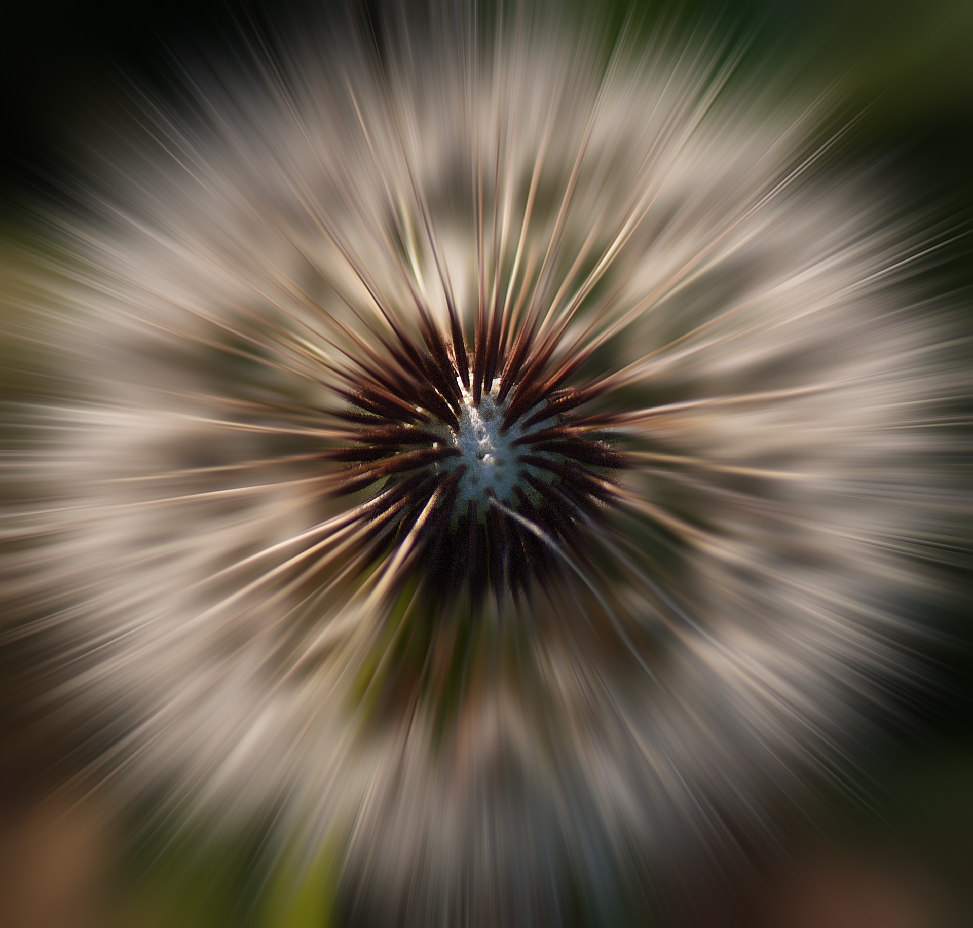 Zoom Burst Image Of Dandelion Seed