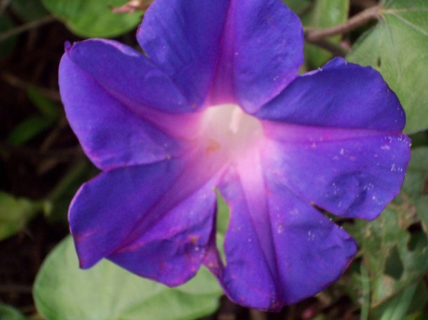 Blue Purple Flower Free Stock Photo - Public Domain Pictures