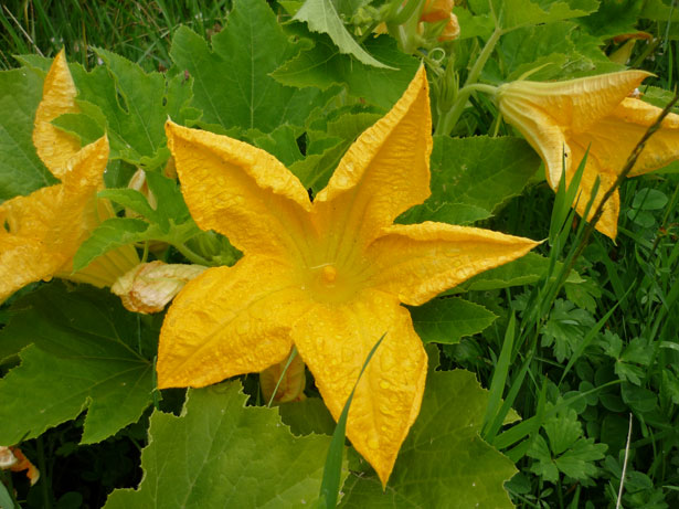 Flori de dovleac # 2 Poza gratuite - Public Domain Pictures