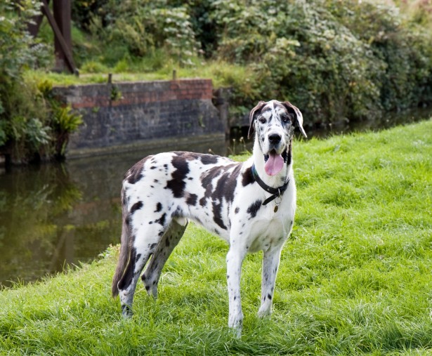 Grand Danois Dog Gratis Stock Bild - Public Domain Pictures