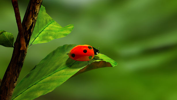 Ladybug Wallpaper Free Stock Photo - Public Domain Pictures