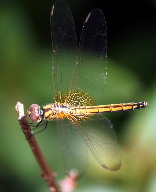 Pink And Yellow Dragonfly Flying Free Stock Photo - Public Domain Pictures