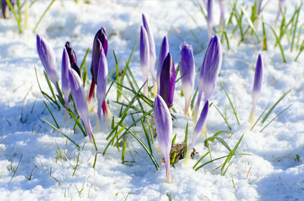 Primavara flori și zăpadă Poza gratuite - Public Domain Pictures