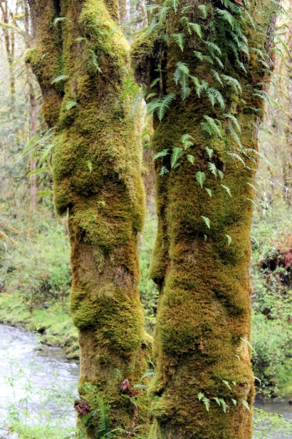 Two Trees In Moss Free Stock Photo - Public Domain Pictures
