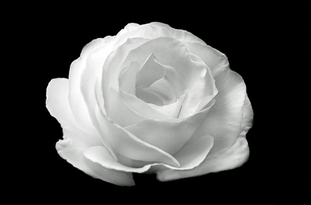 Rosa Bianca su sfondo nero Immagine gratis - Public Domain Pictures