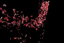 Rose Petals On The Move