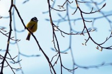A Bird Sitting On A Branch