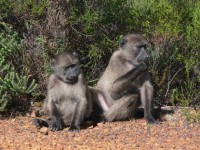 Baboons Sitting